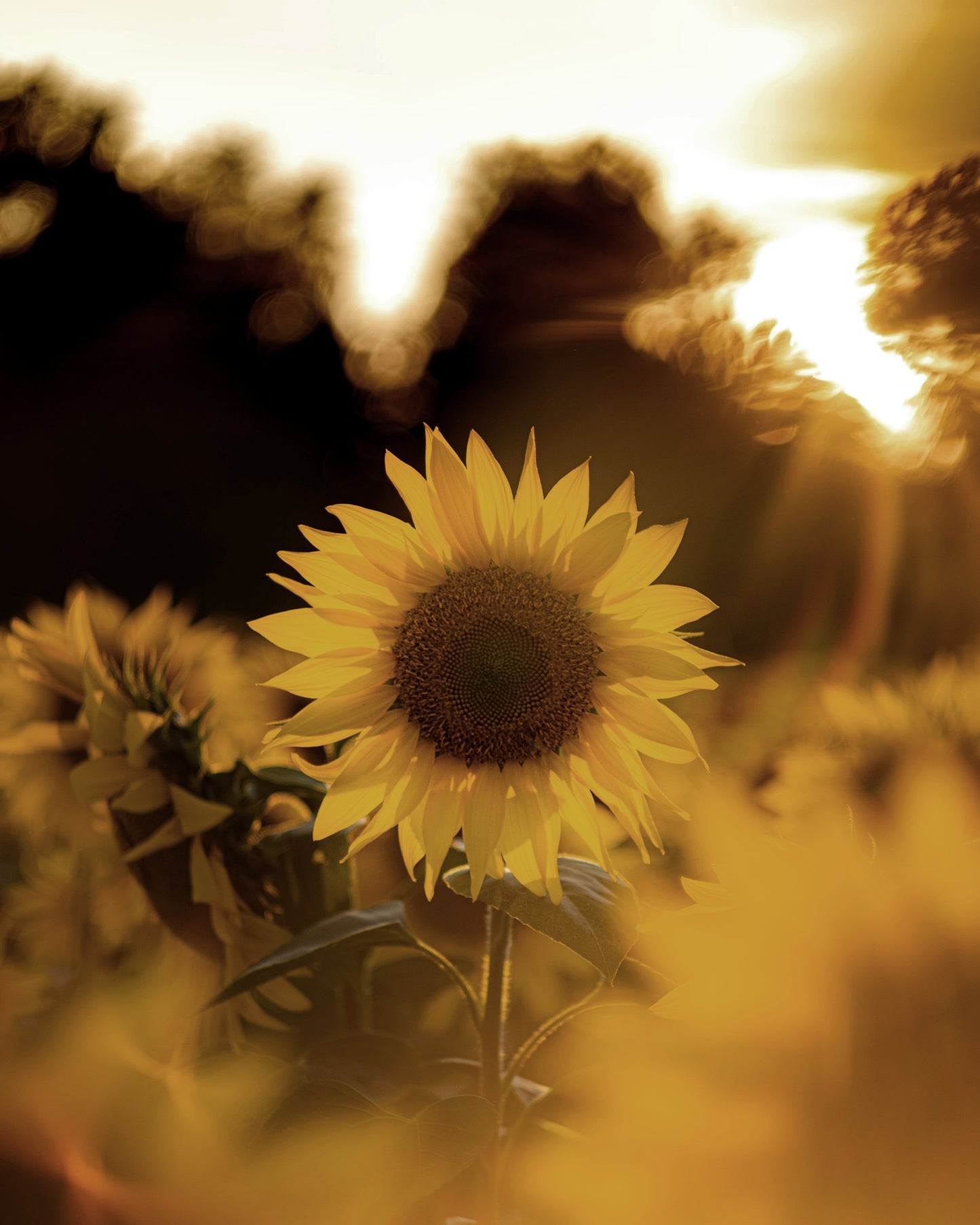 SUNSHINE