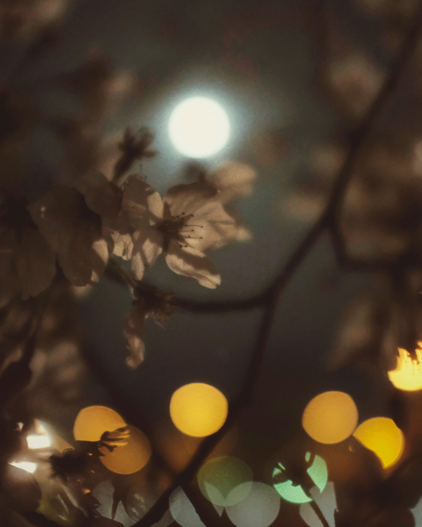 MOONLIGHT
